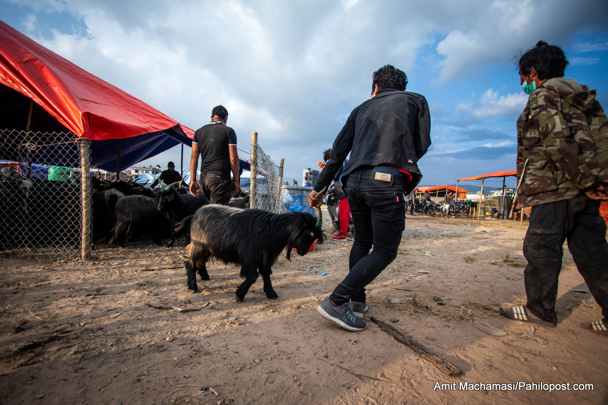 हिमाली च्याङ्ग्रा भक्तपुरको सल्लाघारीमा, खाद्यले नल्याएपछि विकल्प यहीँ