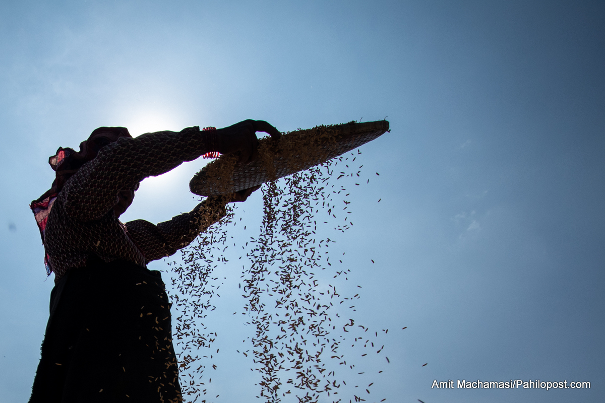 भक्तपुरमा किसानलाई धान सुकाउने चटारो