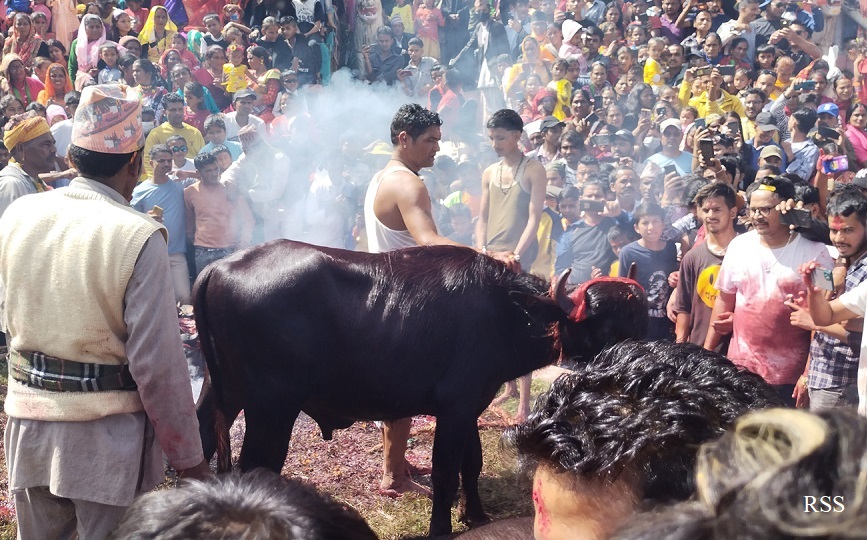 एउटा राँगो मार हान्न तीन लाख १५ हजार!