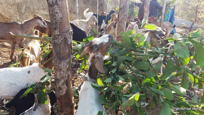 दशैँमा कृत्रिम अभाव रोक्न पाँच हजार खसीबोका काठमाडौं लग्दै बाँकेका महिला उद्यमी