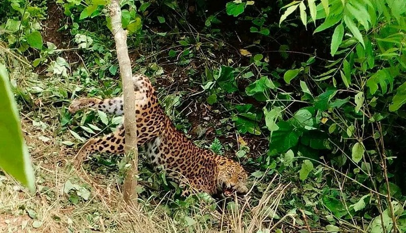 देउखुरीमा चितुवा आतङ्क : एकैरातमा मार्‍यो १७ वटा बाख्रा