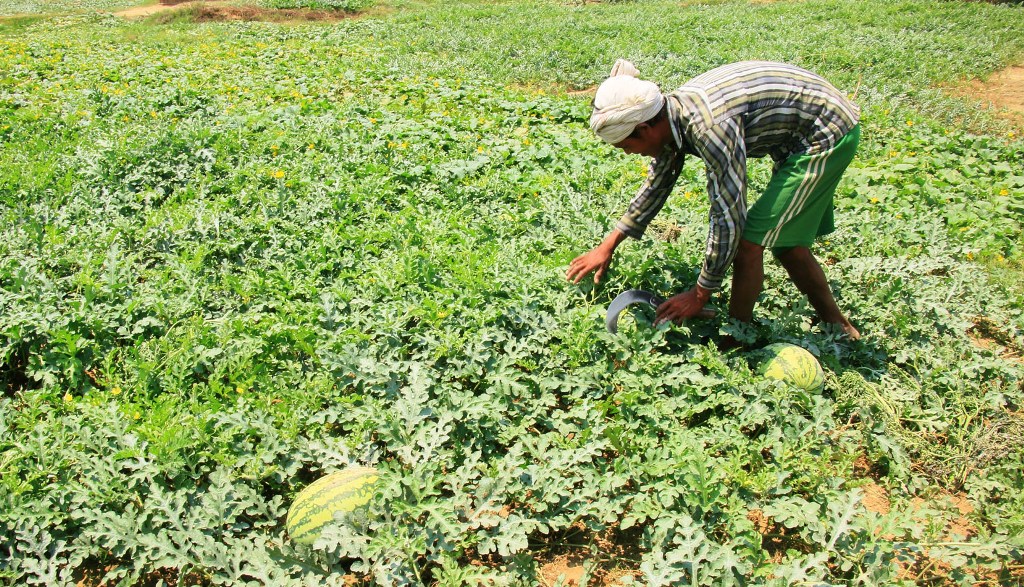 बाढीले बालीमा क्षति पुर्‍याएपछि किसान चिन्तित, ‘हेर्दाहेर्दै दुई बिघाको तरकारी बगायो, हामीले केही गर्नै सकेनौँ’