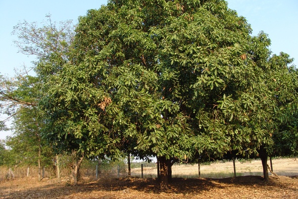 लगातारको हावाहुरीले महोत्तरीका किसानको फलफूल र तरकारी भुईँभरि बग्रेल्ती