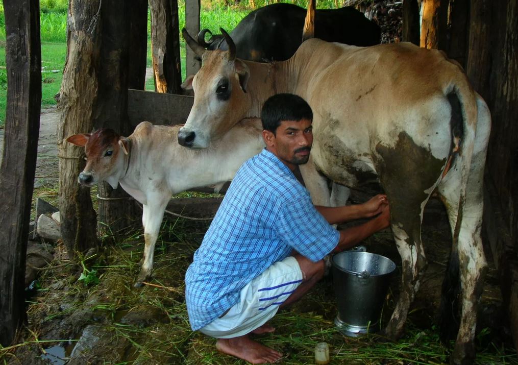 हुप्सेकोट गाउँपालिकाले दूध उत्पादक किसानलाई दिन थाल्यो प्रतिलिटर पाँच रुपैयाँ अनुदान