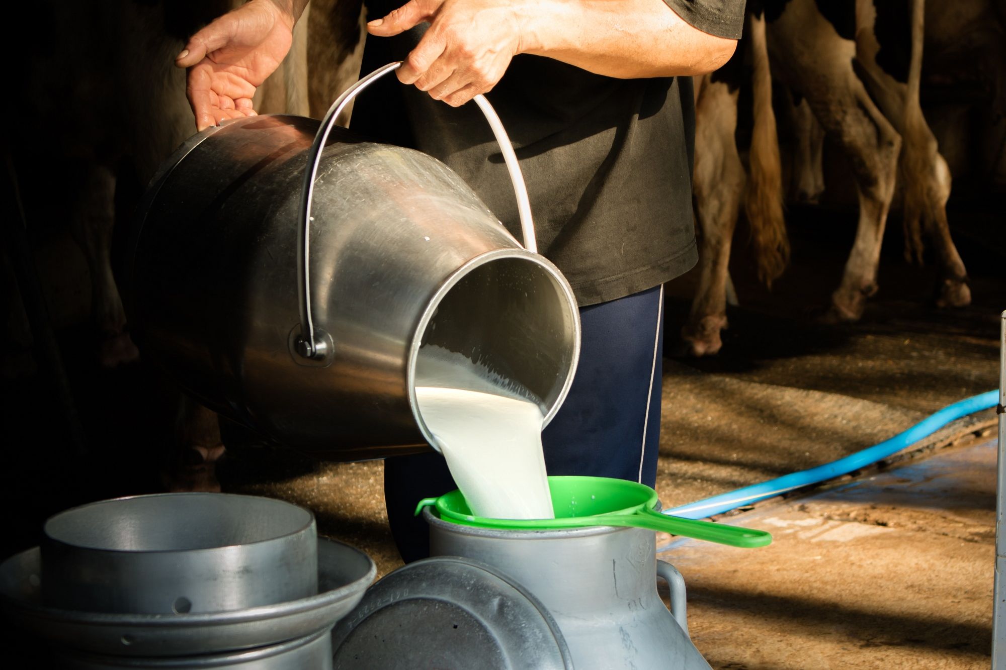 तङ्ग्रिँदै ‘चितवन मिल्क’ : दैनिक एक लाख लिटर दूध प्रशोधन