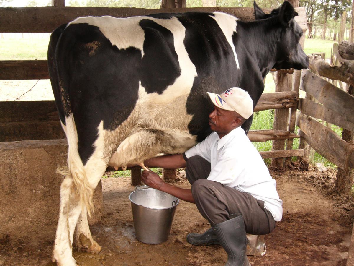 गाईको दूध मानव स्वास्थ्यका लागि फाइदाजनक कि हानिकारक ?