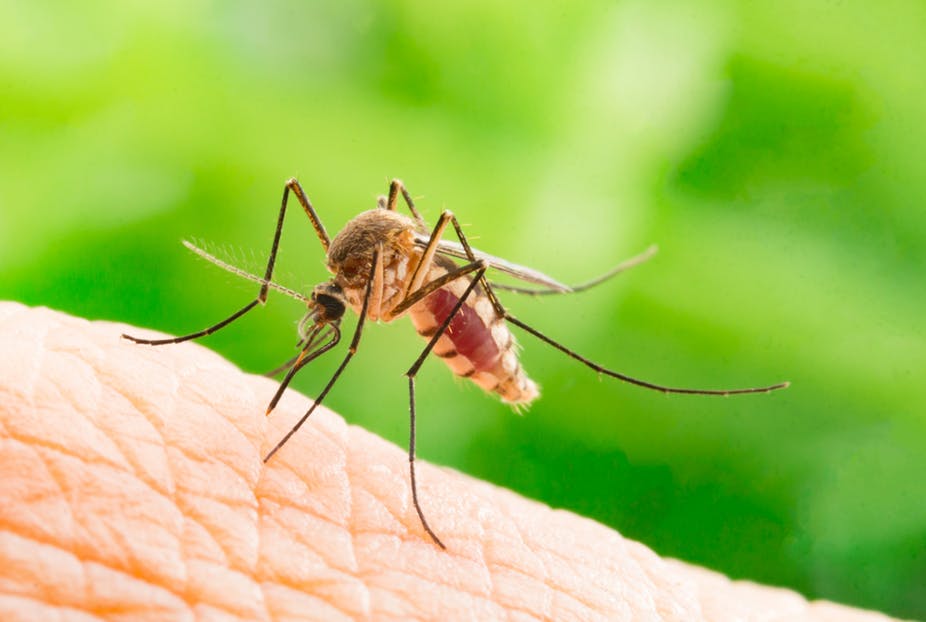 कोरोनासँगै बढ्दैछ डेंगुको संक्रमण पनि, देशभर २६ जिल्लामा ८२ जना संक्रमित