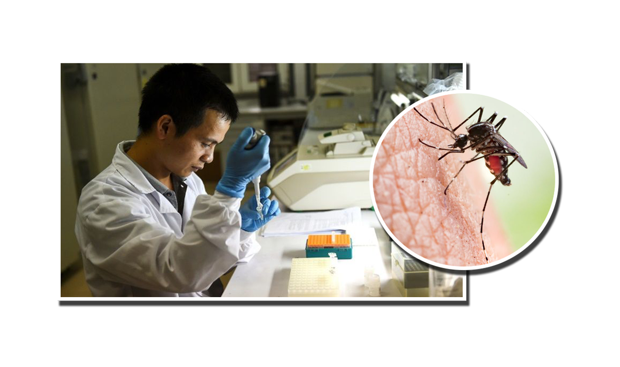 दक्षिण एसियाभरी नै डेंगुको प्रकोप, प्रतिरक्षाका लागि लामखुट्टेमा नयाँ परीक्षण गर्दै वैज्ञानिकहरु