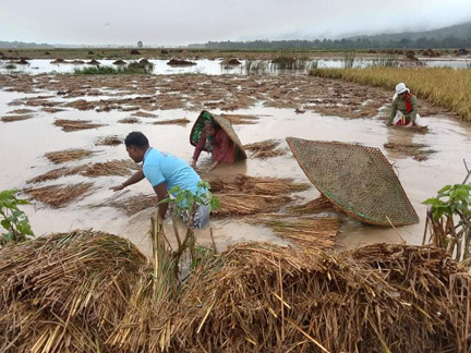 बाढीले धानबाली डुबायो, महाकाली उर्लिँदा तटीय क्षेत्रमा कटान सुरु
