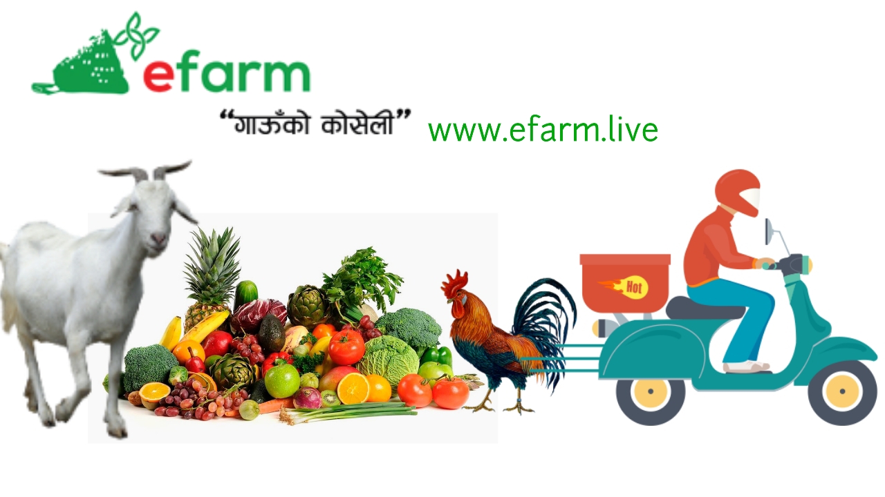 इलामदेखि जुम्लाका किसानलाई राजधानीका उपभोक्तासँग जोड्दै ई फार्म