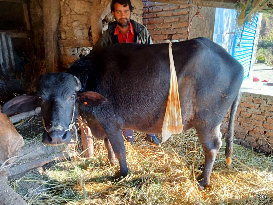 बेथा लागेको एक सातासम्म ब्याउन नसकेको भैंसी, पेट चिरेर निकालियो पाडो