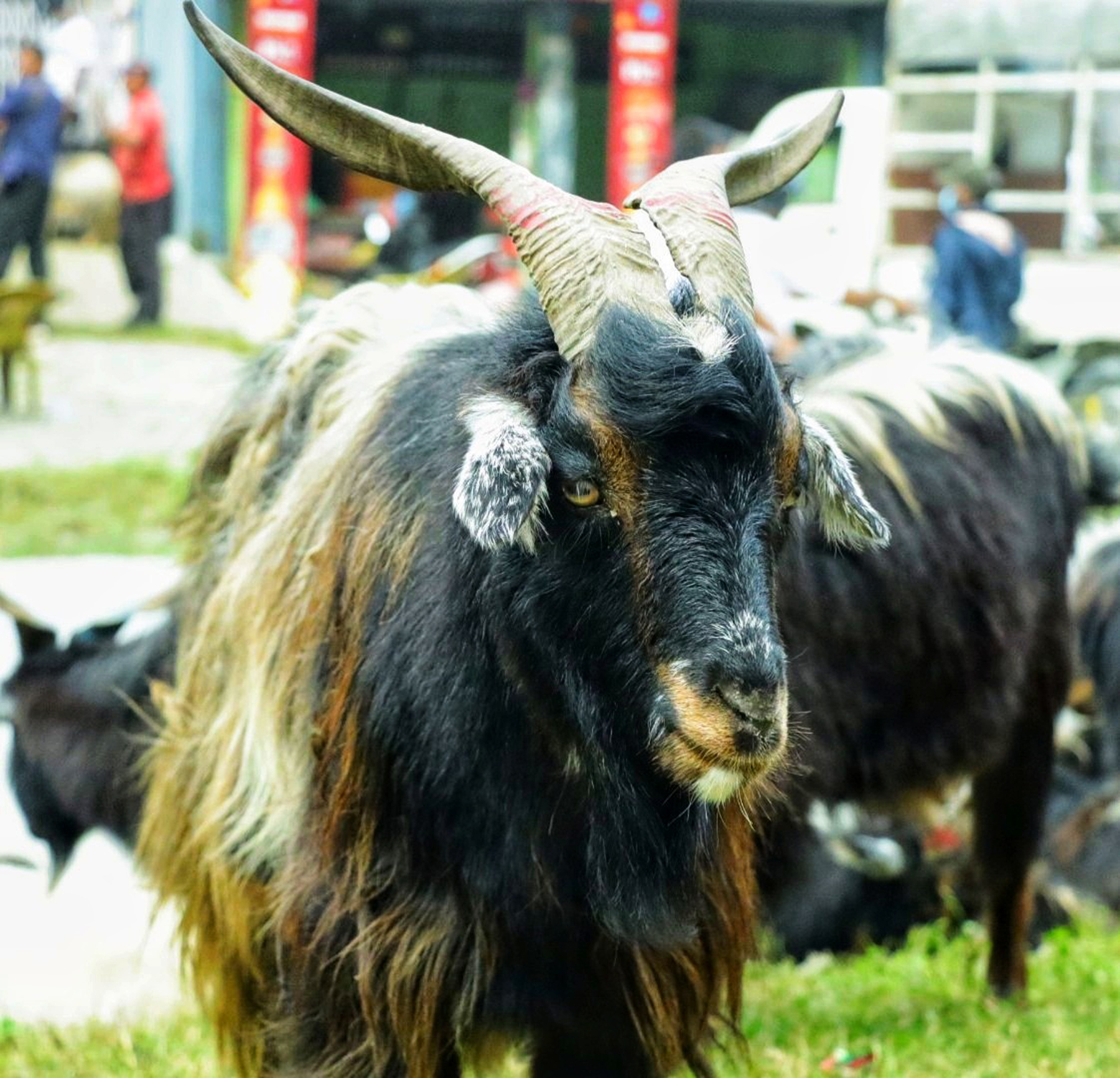 पोखरामा च्याङग्रा किन्नेको भीड