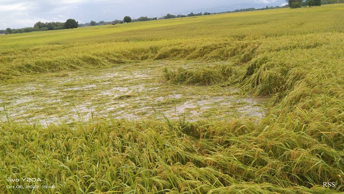 वर्षाले देशका विभिन्न स्थानको धान खेतीमा क्षति