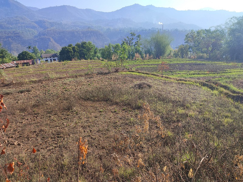 बाँदर आतङ्कका कारण सगाहाका स्थानीयले छाडे खेती गर्न, बाँझिदै गयो उर्भर जमिन