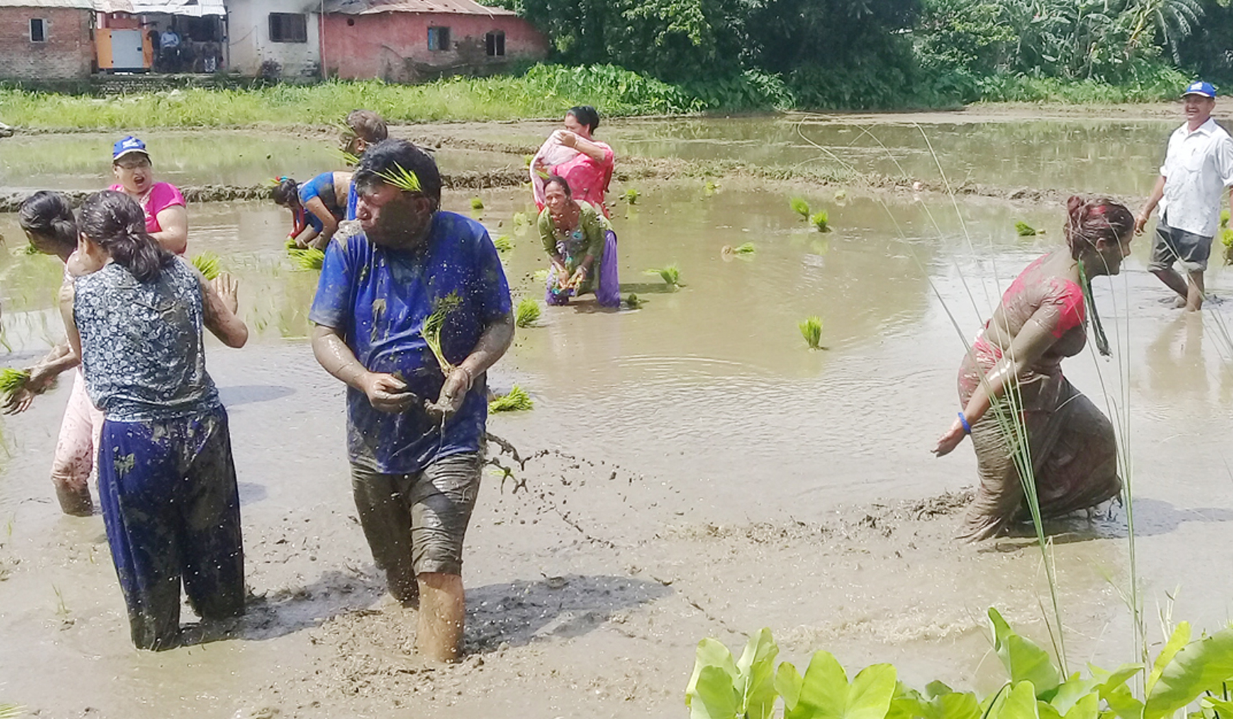 वर्षा नहुँदा सप्तरीमा दुई प्रतिशत मात्र धान रोपाइँ