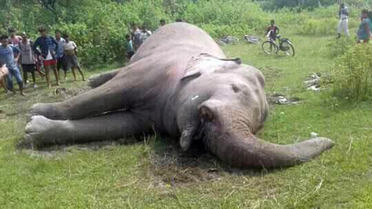 उदयपुरको रामपुर ठोक्सिलामा भालेहात्ती मृत फेला