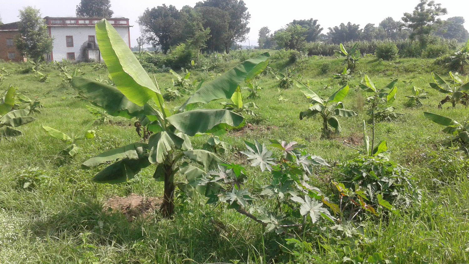 दाङलाई केरामा आत्मनिर्भर बनाउने किसानको अभियान, एकै जनाले सुरु गरे १० विघामा खेती
