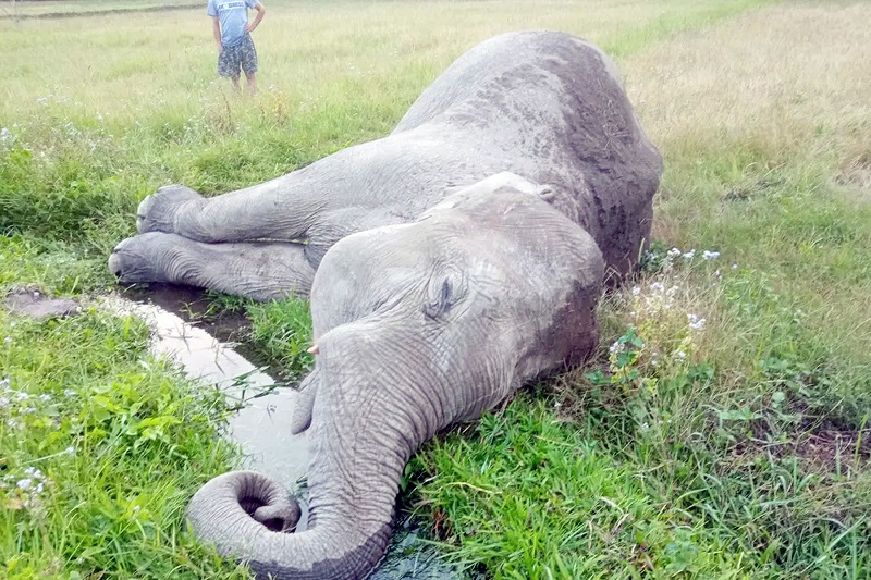 झापामा मृत अवस्थामा फेला पर्‍यो पोथी हात्ती