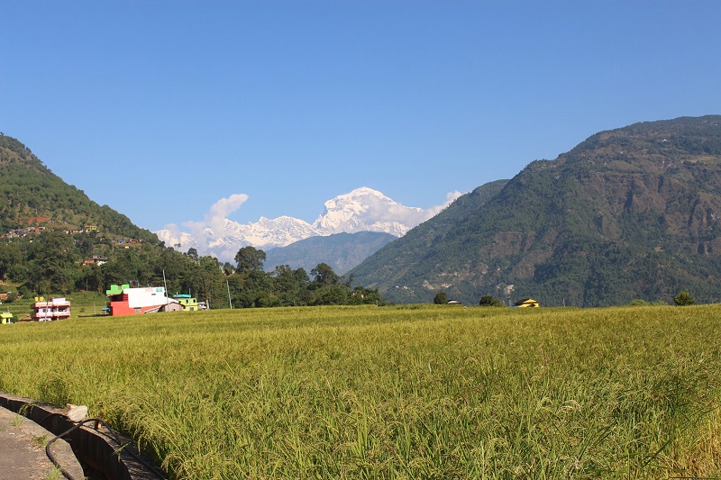 खेतीयोग्य जमिन मासेर बस्ती विस्तार, खेतका फाँटमा घर ठडिएपछि अन्नबाली उत्पादनमा कमी