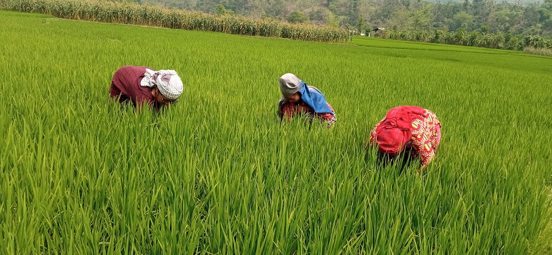 पाल्पामा चैतेधान खेती गर्न छाड्दै किसान, मकैले भरिन थाले खेत