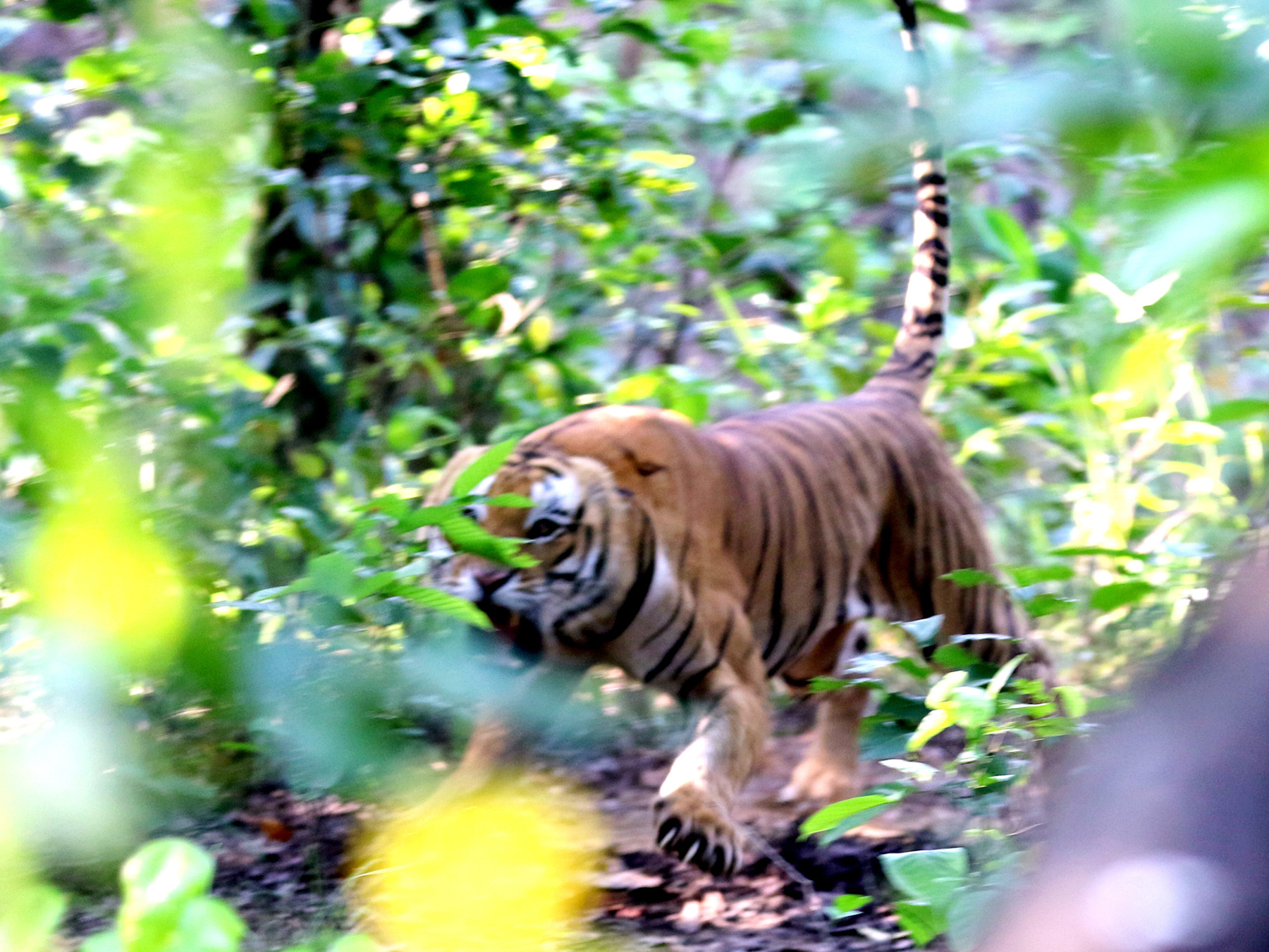 महिलालाई आक्रमण गरी बेपत्ता बनाउने बाघ नियन्त्रणमा लिन विशेषज्ञसहितको टोली परिचालन