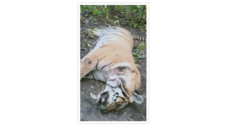 चितवन राष्ट्रिय निकुञ्जमा मृत बाघ फेला