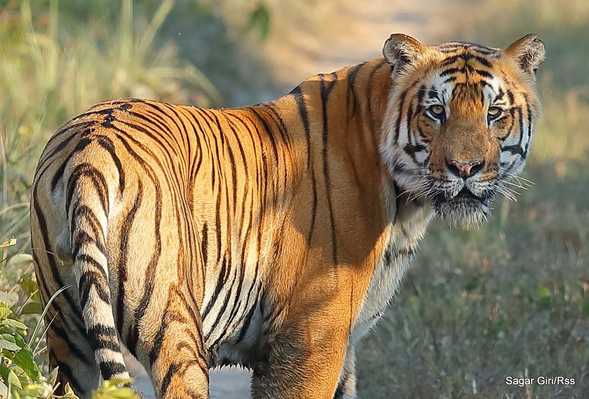 उद्धार गरिएका बाघलाई देवनगरको उद्धार केन्द्रमा व्यवस्थित गरेर राख्ने निकुञ्जको तयारी