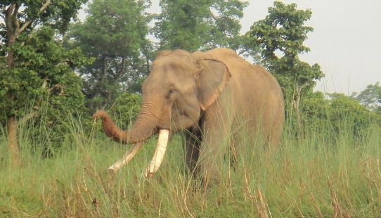 सर्लाहीमा जङ्गली हात्तीले घर भत्काएर खायो अन्नपात