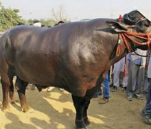 वार्षिक ५० लाख भारु कमाउने १४ सय किलोको राँगो