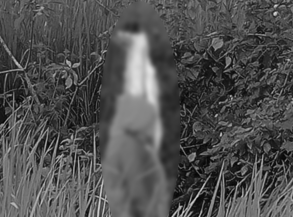 पोखरामा एउटै डोरीमा महिला र कुकुर झुन्डिएको अवस्थामा फेला