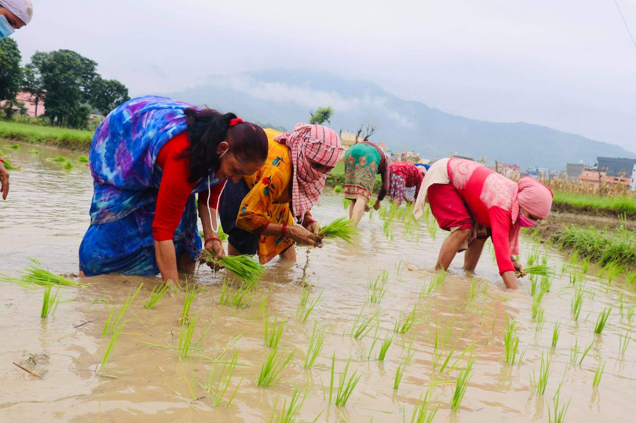 मौसमले साथ दिँदा किसानलाई राहत, लुम्बिनीमा सकियो ४५ प्रतिशत रोपाई