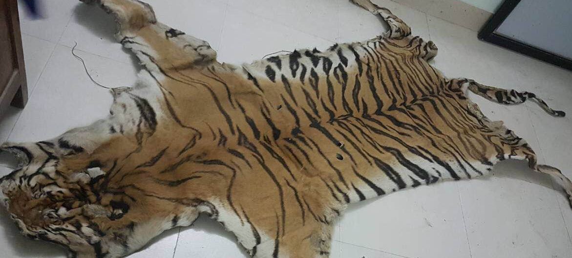 बाघको छालासहित एक जना पक्राउ