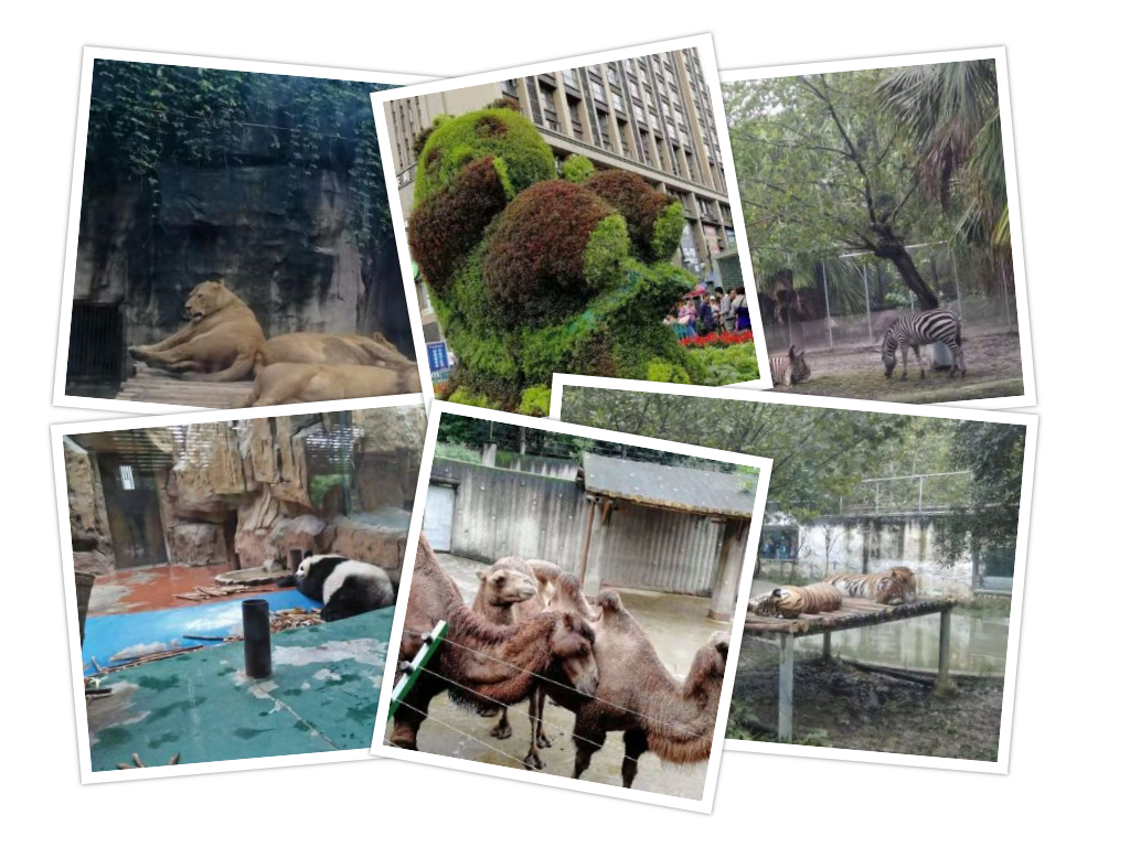 चीनकाे विशाल छेन्दु चिडियाघरमा बाघदेखि गैंडासम्म, आकर्षण पान्डा हाउस र अफ्रिकी सिंहमा
