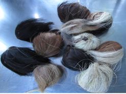 ११ थान बीनासहित एक पक्राउ