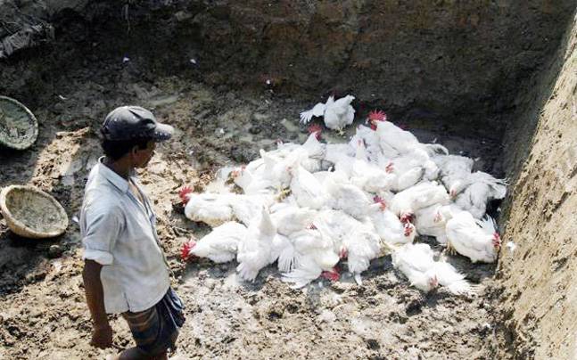 बर्डफ्लु देखिएपछि सुर्खेतका २७९ कुखुरा र सय परेवा नष्ट