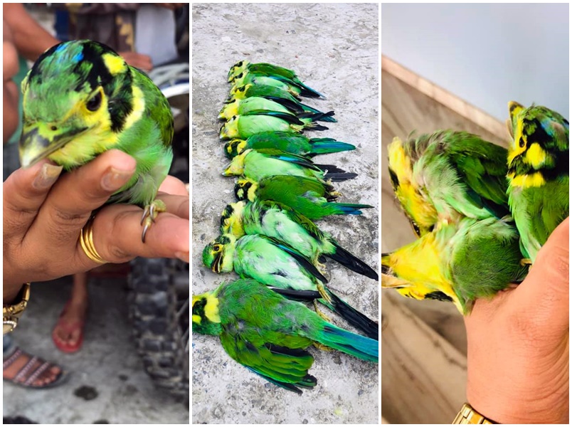 आखिर किन खस्छन् आकाशबाट उड्दै गरेका चराहरू?