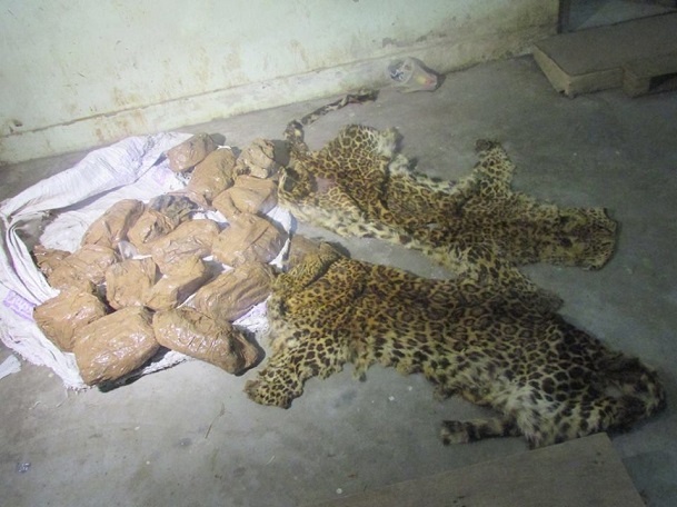 चितुवाको छाला र दाँतसहित दुई जना पक्राउ