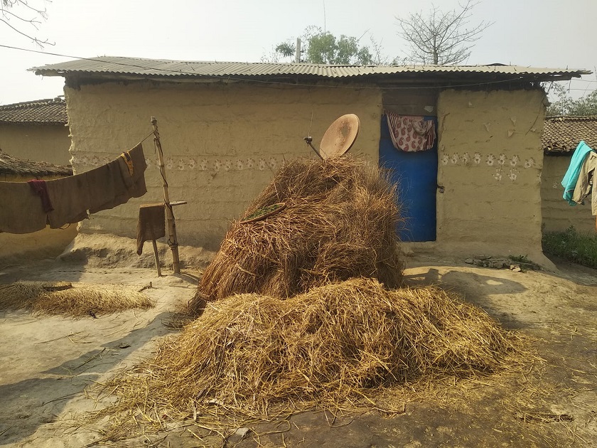 मध्य तराईमा फुसको छानो हटाउने कार्यक्रम सुस्त, कोटा पार्न दुई हजार घुस!