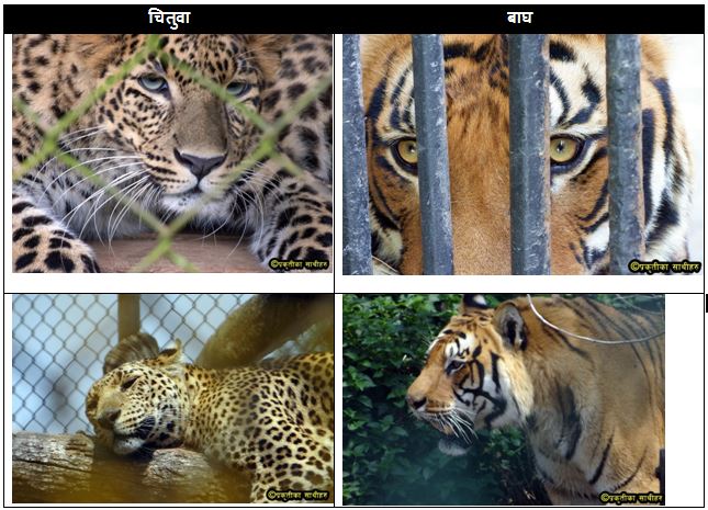 आज बाघ दिवस : किन झुक्किन्छन् बाघ र चितुवामा मानिस?