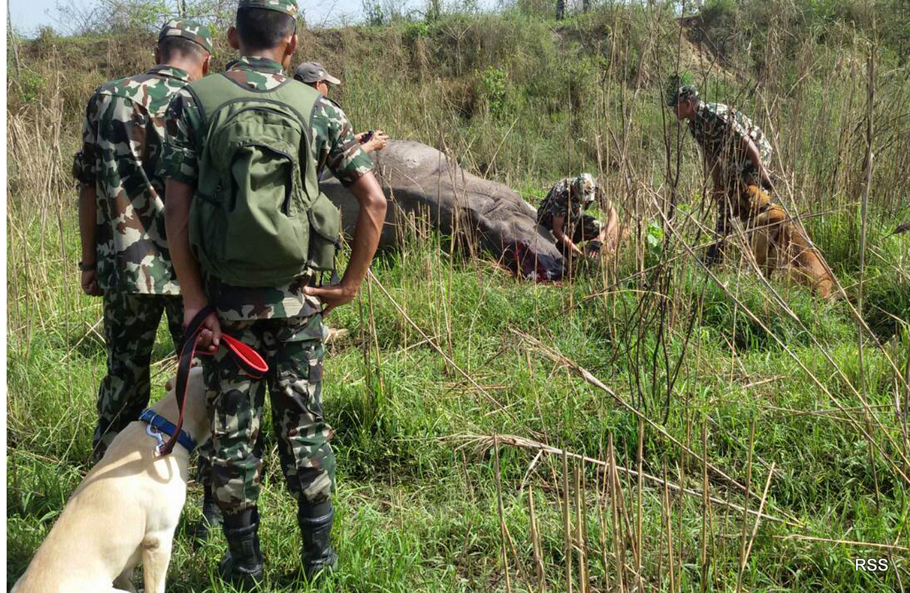 चितवन राष्ट्रिय निकुञ्जमा चोरीशिकार प्रतिरोध अभियान सुरु 