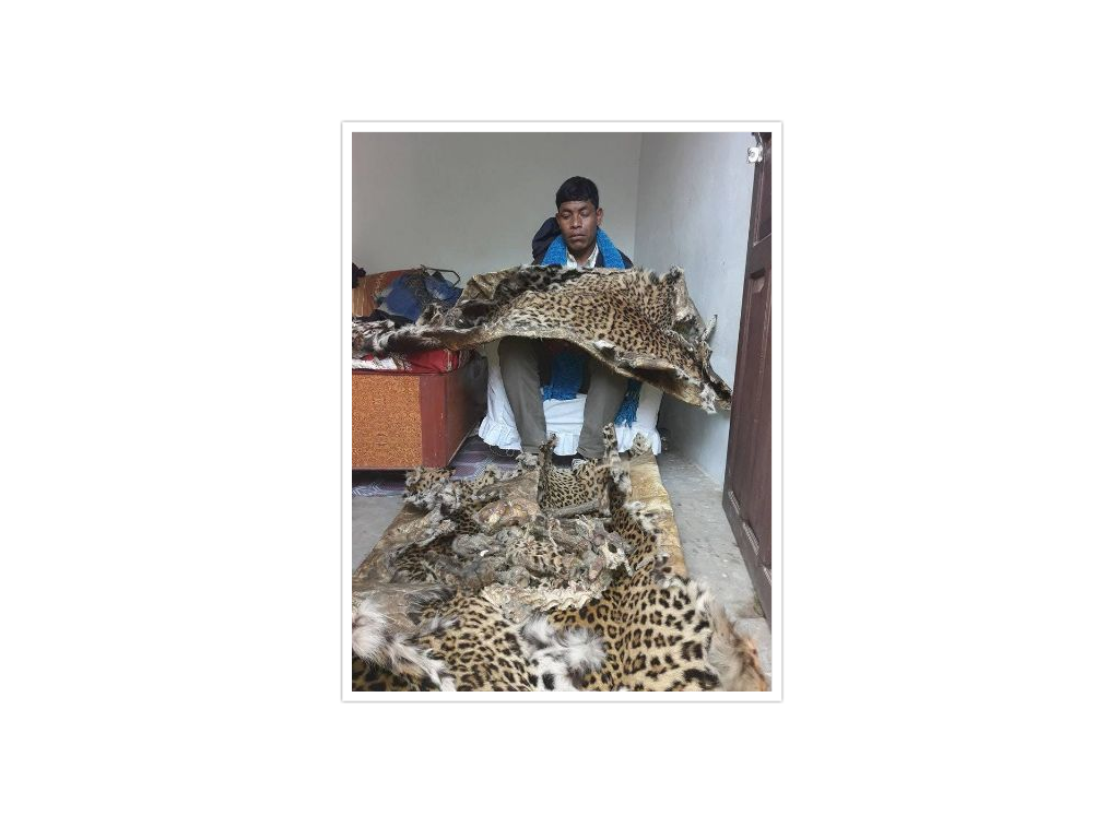  चितुवाको ३ थान छालासहित एक जना पक्राउ