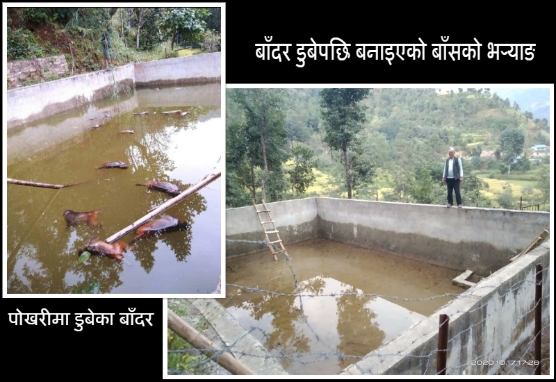 ओखलढुंगामा २९ बाँदरको पोखरीमा डुबेर मृत्यु, किन दोहोरिन्छन् यस्ता घटना?