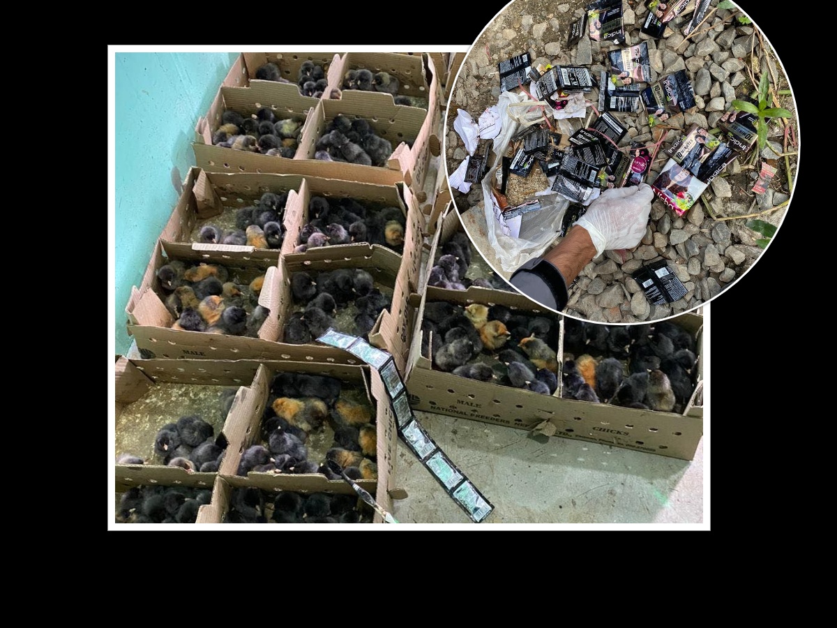 ब्रोइलर चल्लालाई कालो मेहेन्दी, लोकल भन्दै धमाधम बिक्री