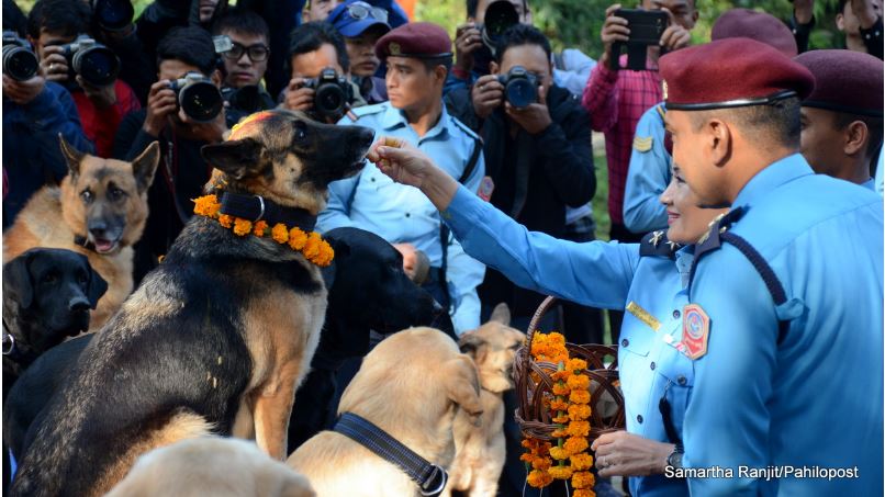 २५ जना मान्छेले दिने सुरक्षा एउटा कुकुरले दिन्छ: कुकुरबारे जान्नै पर्ने ८ तथ्य