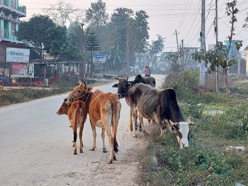 चौपायालाई गौशाला छ, आहारा छैन