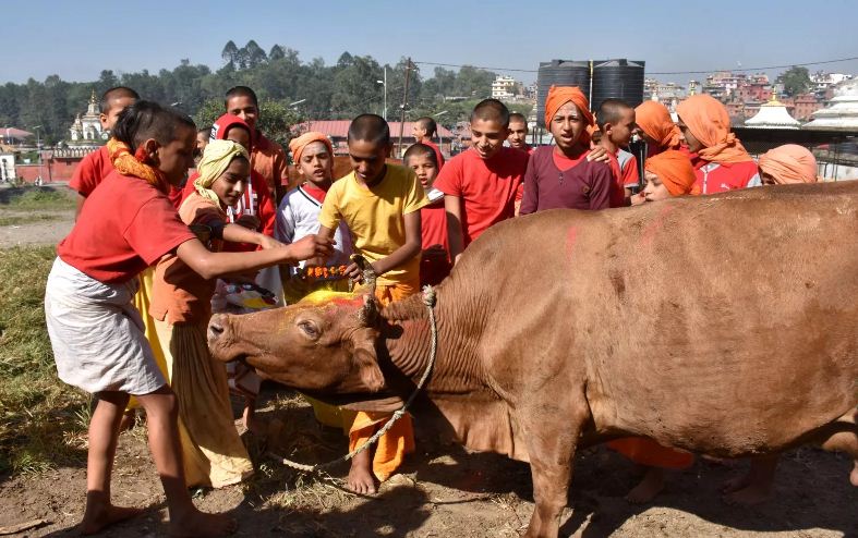 तिहारको चौथो दिनः आज गाई, गोरुको पूजा गरिँदै