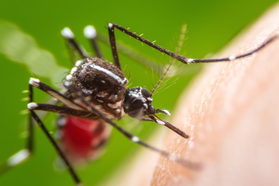 डेंगु नियन्त्रण गर्न धादिङमा २० टोली परिचालन