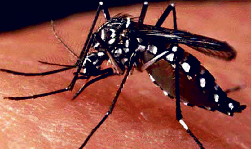 चितवनमा आठ जना डेँगु रोगका बिरामी फेला