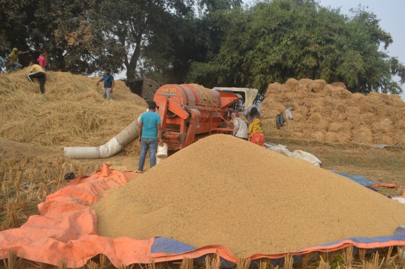 पर्सामा बढ्यो धान उत्पादन, गाउँका गोला भण्डारा भने किसान ठग्दै