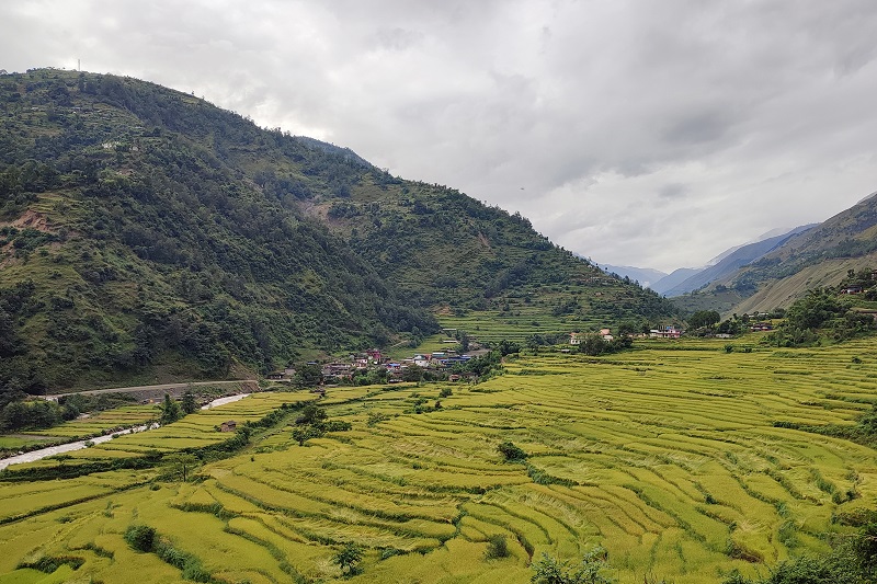 बलेवामा अठारौँ शताब्दीको परम्परालाई निरन्तरता : ज्योतिषीले तोके धान काट्ने र न्वागी खाने दिन